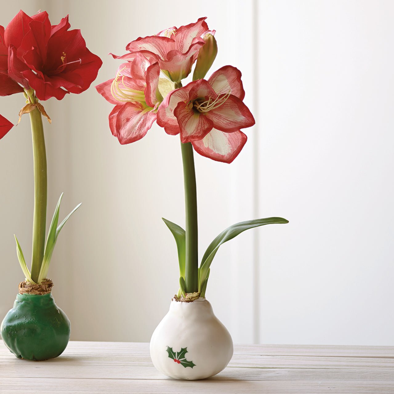 White Wax Amaryllis Bulbs with Holly - Shop-orias