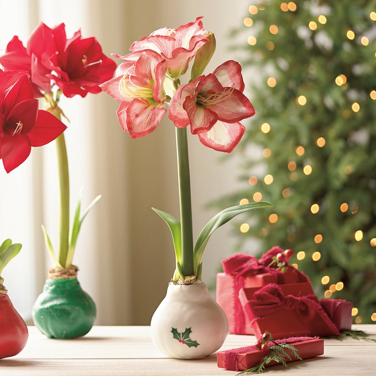 White Wax Amaryllis Bulbs with Holly - Shop-orias