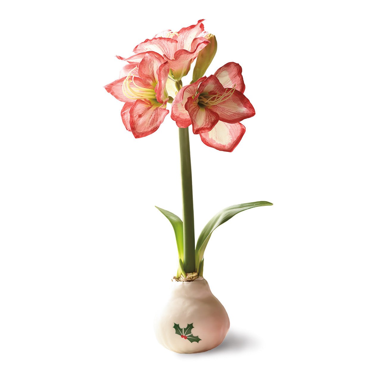 White Wax Amaryllis Bulbs with Holly - Shop-orias