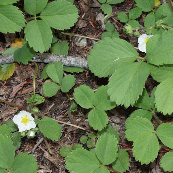 Wild Strawberry Seeds (Fragaria virginiana) - Shop-orias