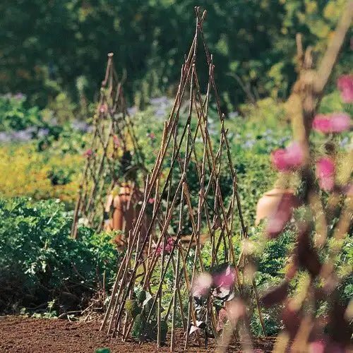 Willow Plant Pyramids (Set of 3) - Shop-orias