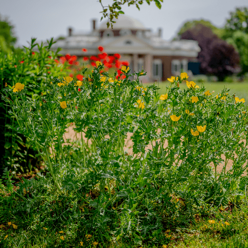 Yellow Horned Poppy Seeds (Glaucium flavum) - Shop-orias