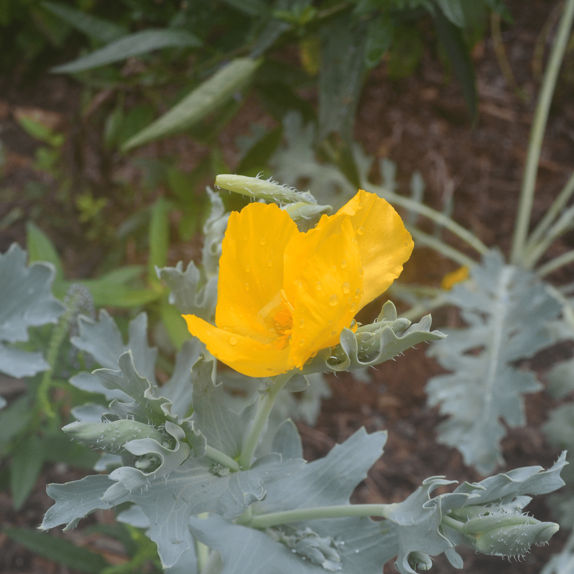 Yellow Horned Poppy Seeds (Glaucium flavum) - Shop-orias