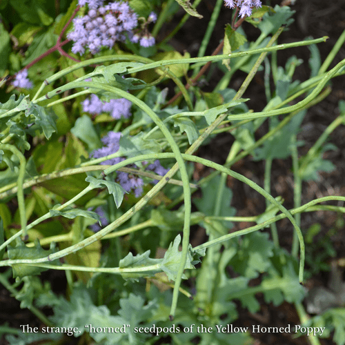 Yellow Horned Poppy Seeds (Glaucium flavum) - Shop-orias
