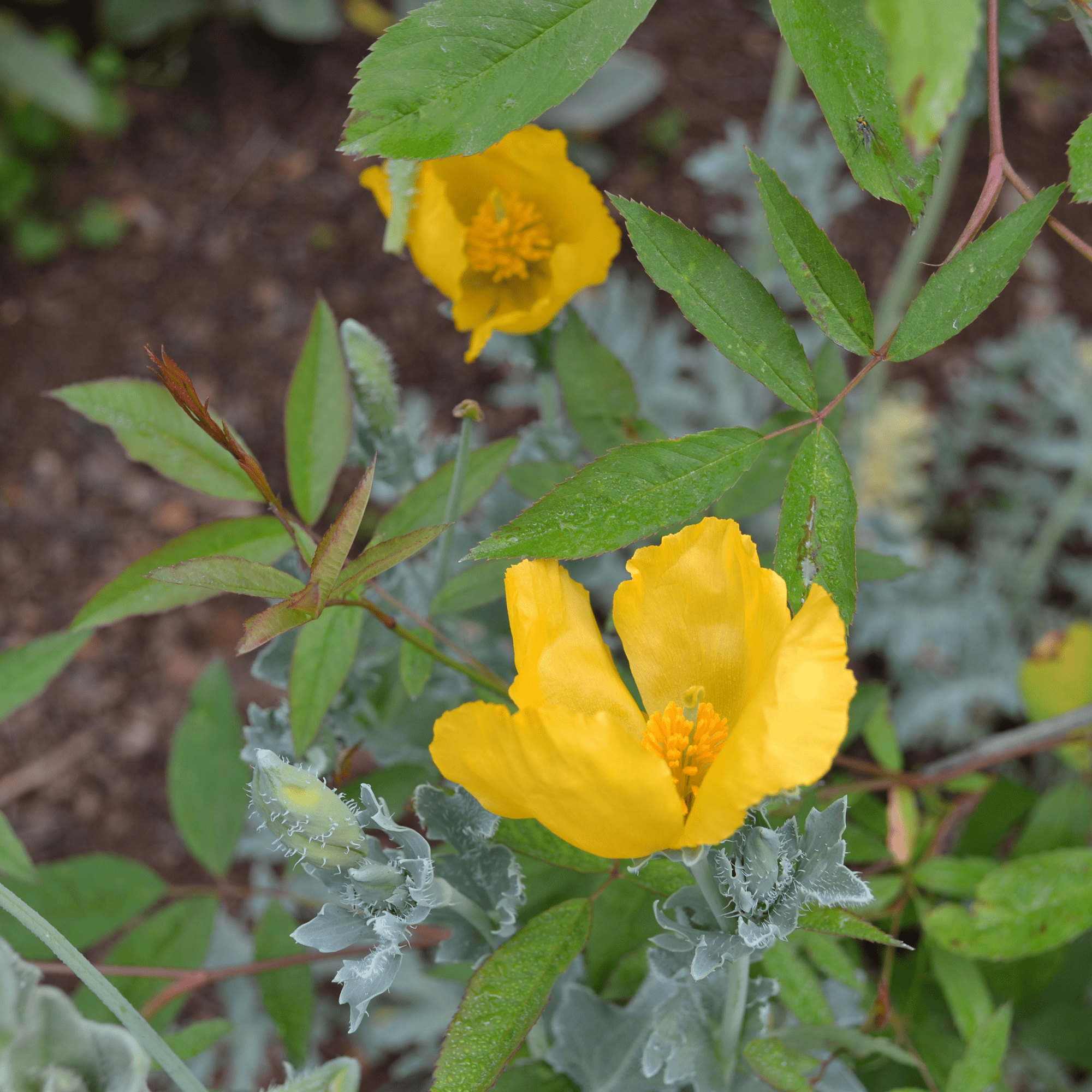 Yellow Horned Poppy Seeds (Glaucium flavum) - Shop-orias