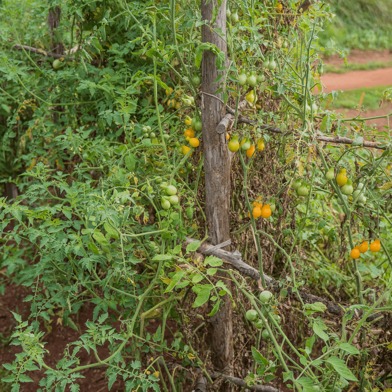 Yellow Pear Tomato Seeds (Solanum lycopersicum cv.) - Shop-orias