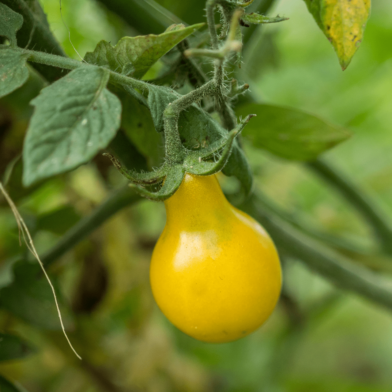 Yellow Pear Tomato Seeds (Solanum lycopersicum cv.) - Shop-orias
