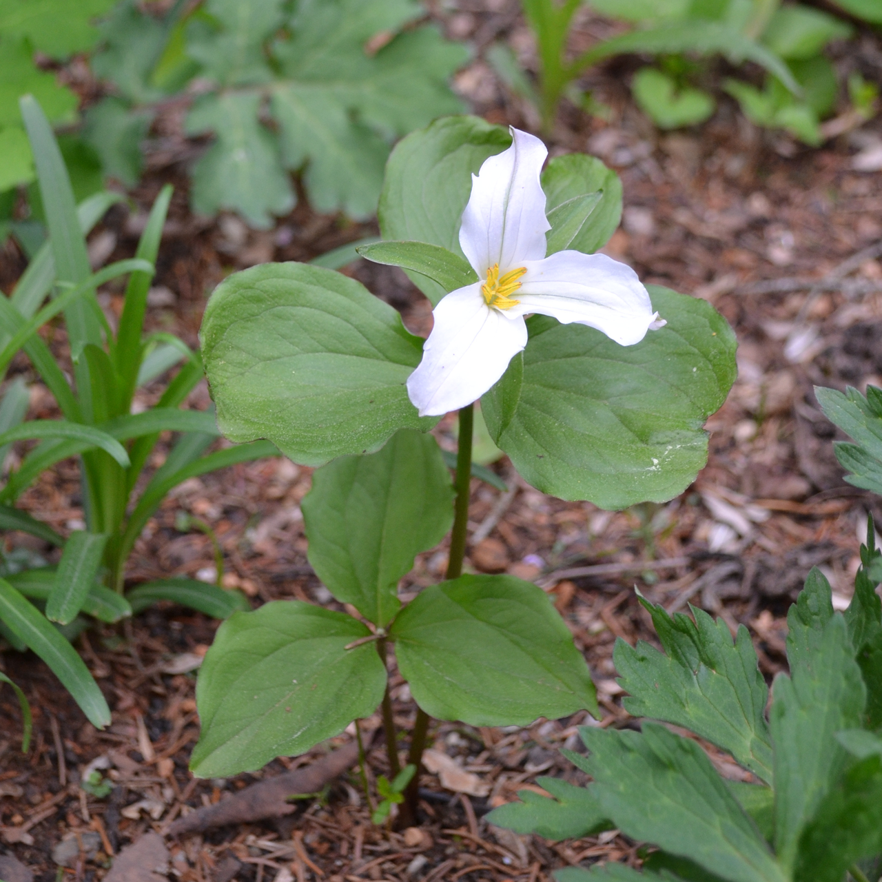 White Trillium, Wake-Robin (Trillium grandiflorum)