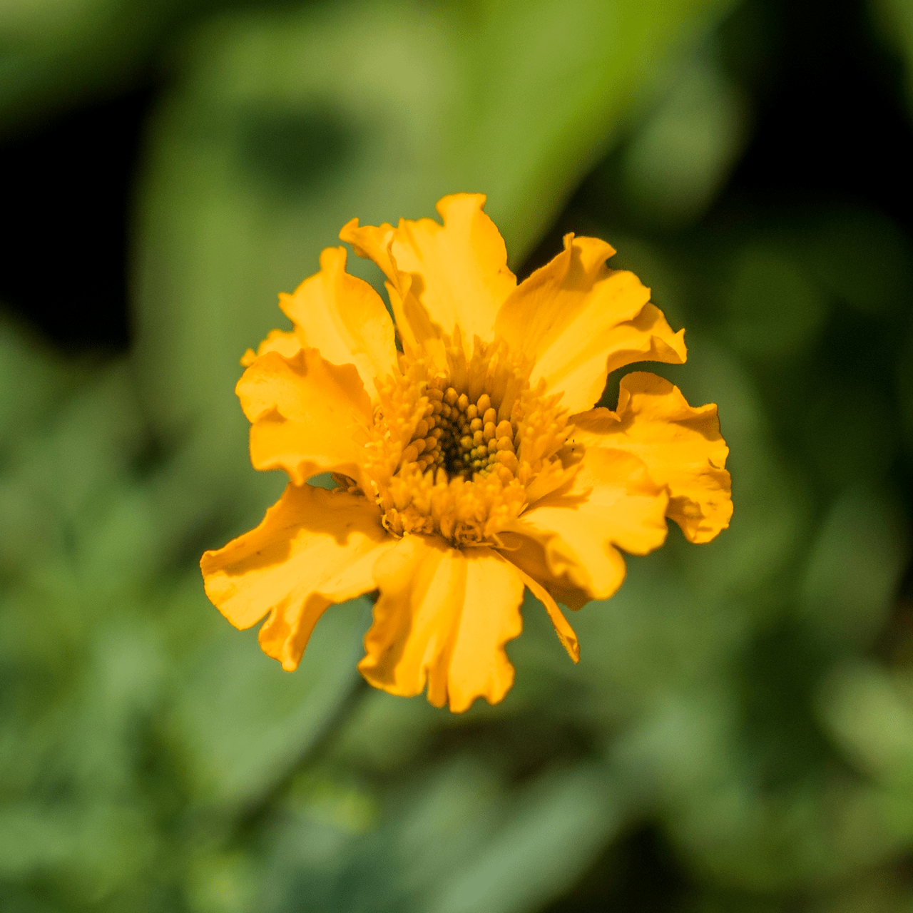 African Marigold Seeds (Tagetes erecta) - Shop-orias