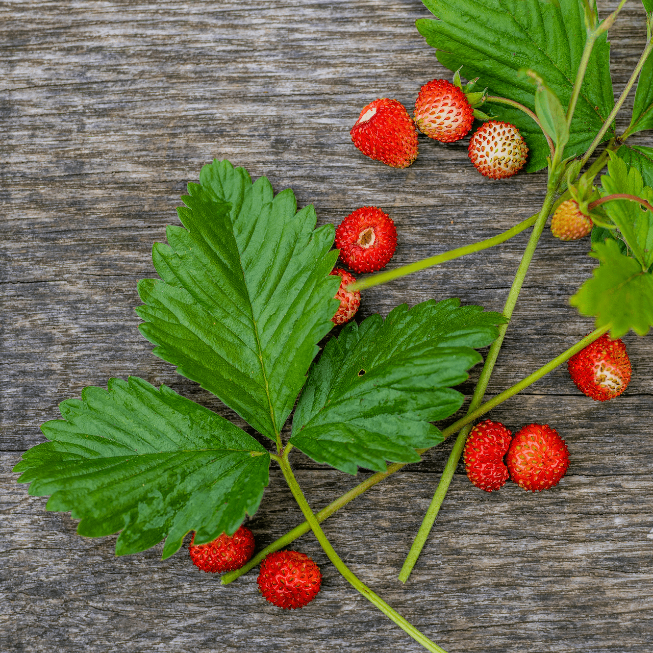 Alpine Strawberry Seeds (Fragaria vesca var. vesca) - Shop-orias