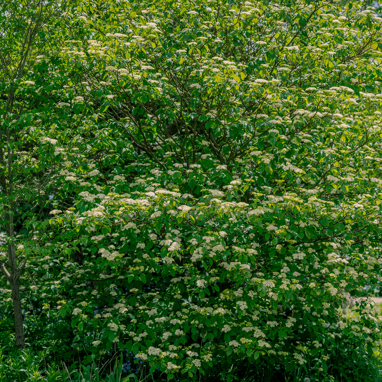 Alternate - leaf Dogwood (Cornus alternifolia) - Shop-orias