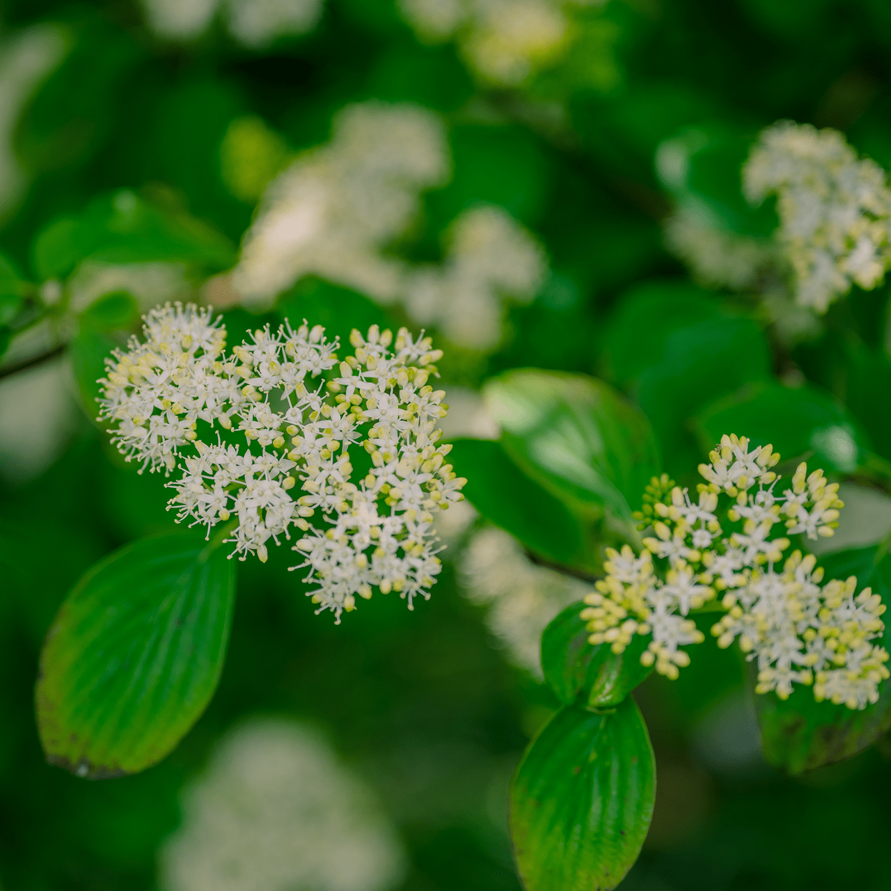 Alternate - leaf Dogwood (Cornus alternifolia) - Shop-orias