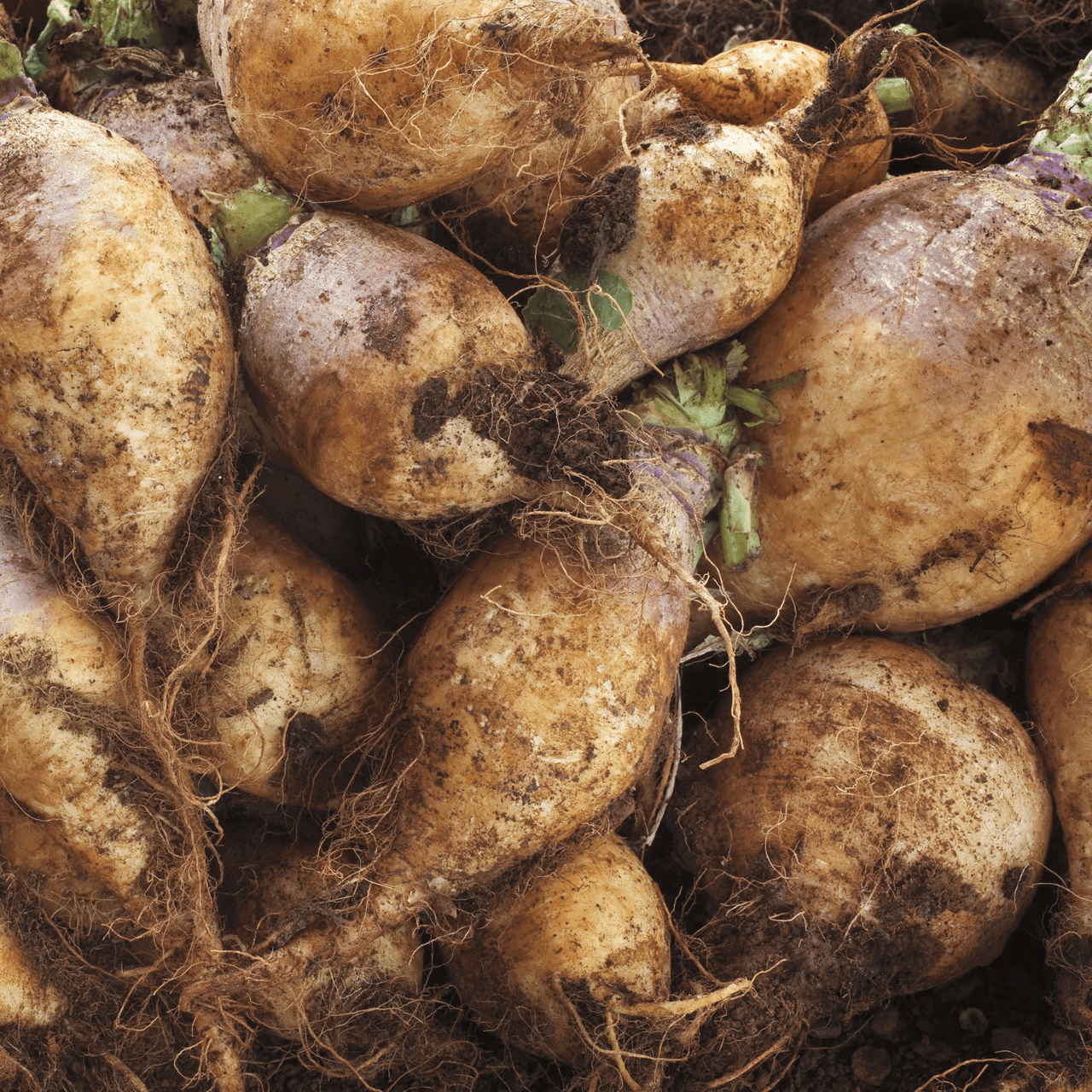 American Purple Top Rutabaga Seeds (Brassica napus var. napobrassica cv.) - Shop-orias