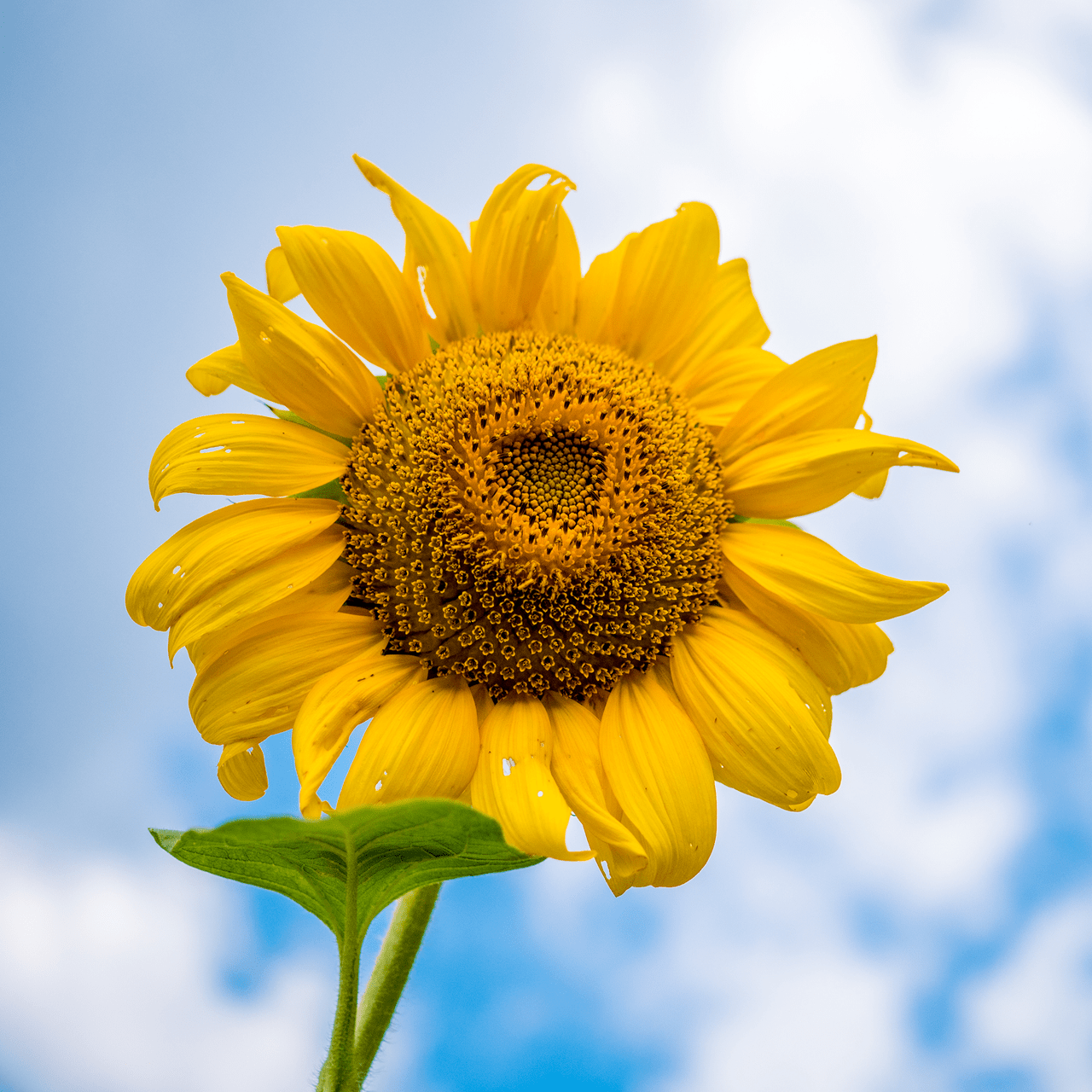 Arikara Sunflower Seeds (Helianthus annuus variety) - Shop-orias
