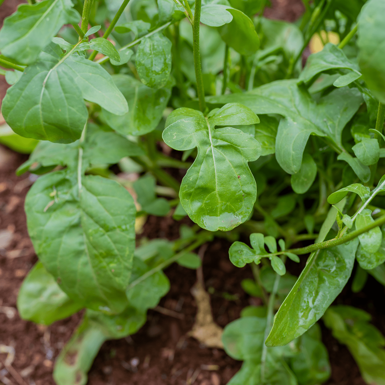 Arugula Seeds (Eruca vesicaria sativa) - Shop-orias