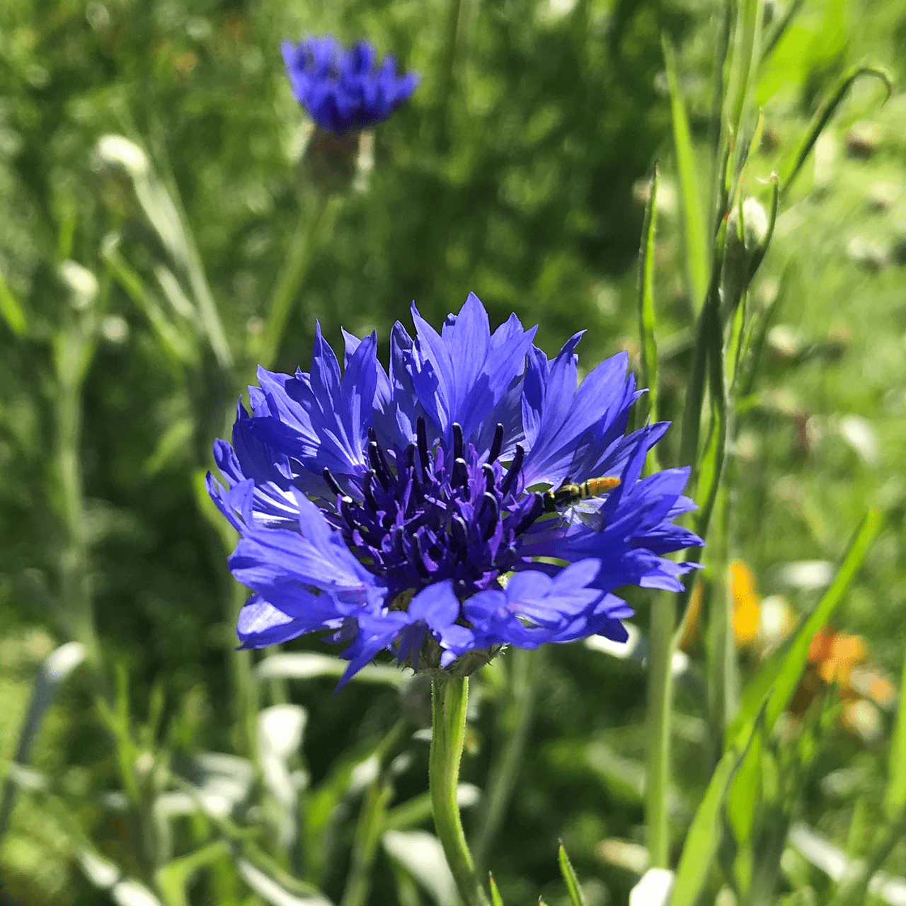 Bachelor's Button Seeds (Centaurea cyanus) - Shop-orias