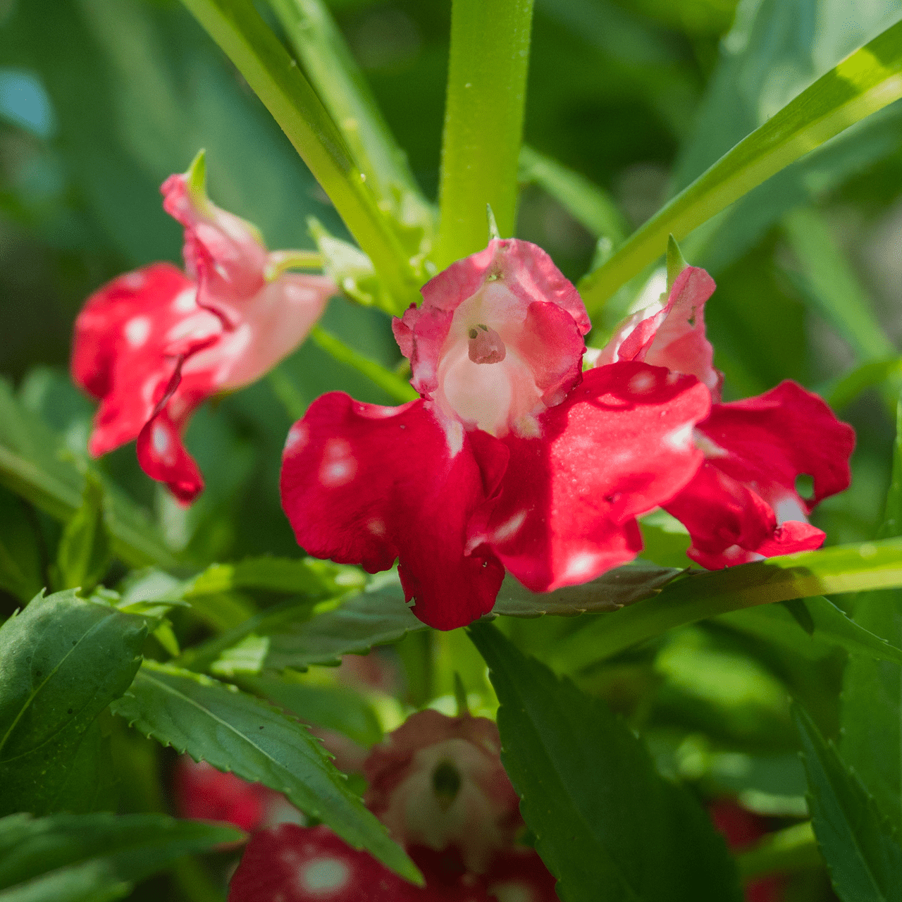 Balsam; Touch - Me - Not Seeds (Impatiens balsamina) - Shop-orias