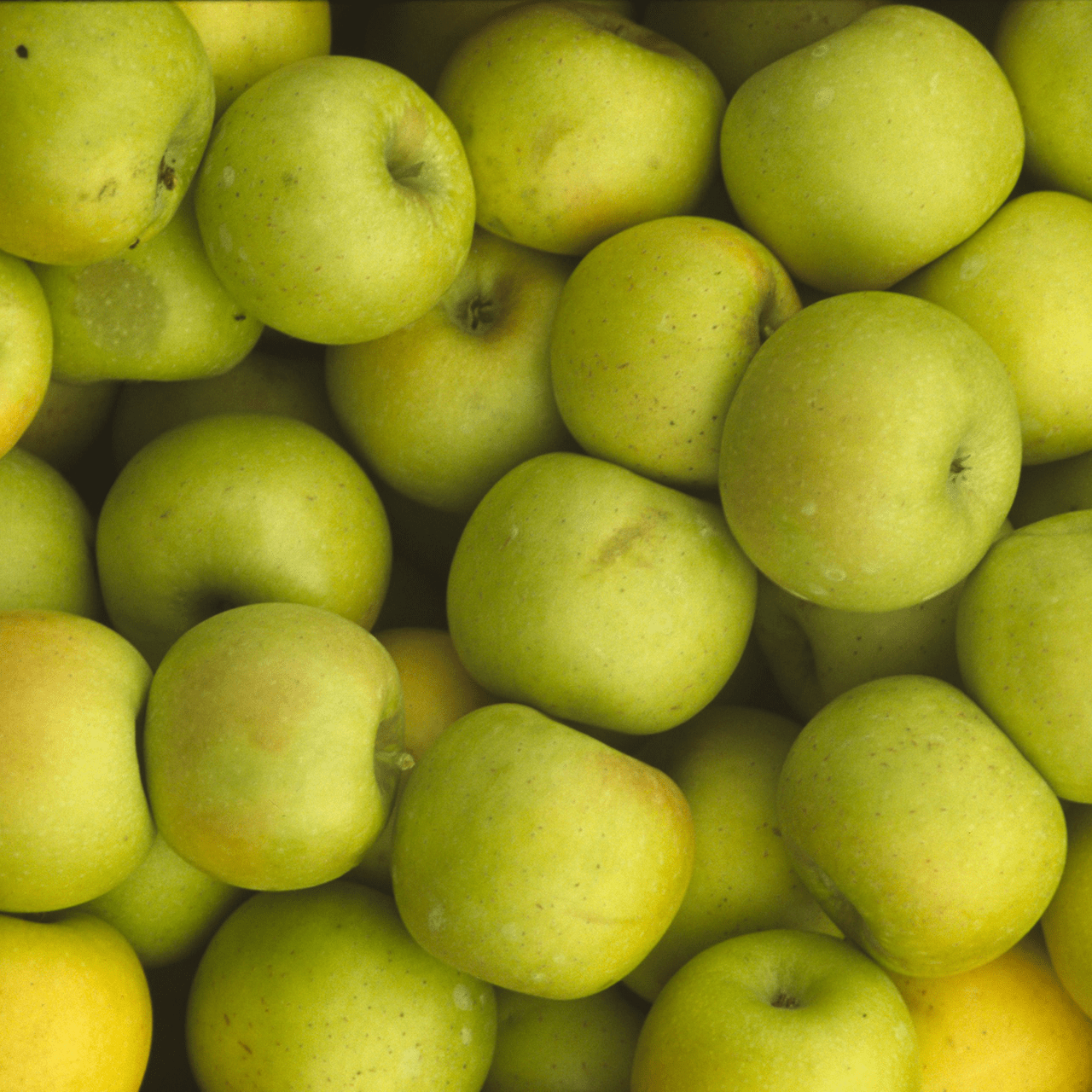 Bare Root Albemarle Pippin Apple Tree (Malus cv.) - Shop-orias