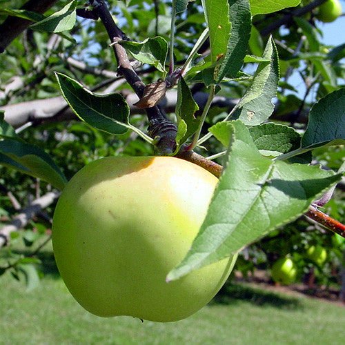 Bare Root Albemarle Pippin Apple Tree (Malus cv.) - Shop-orias