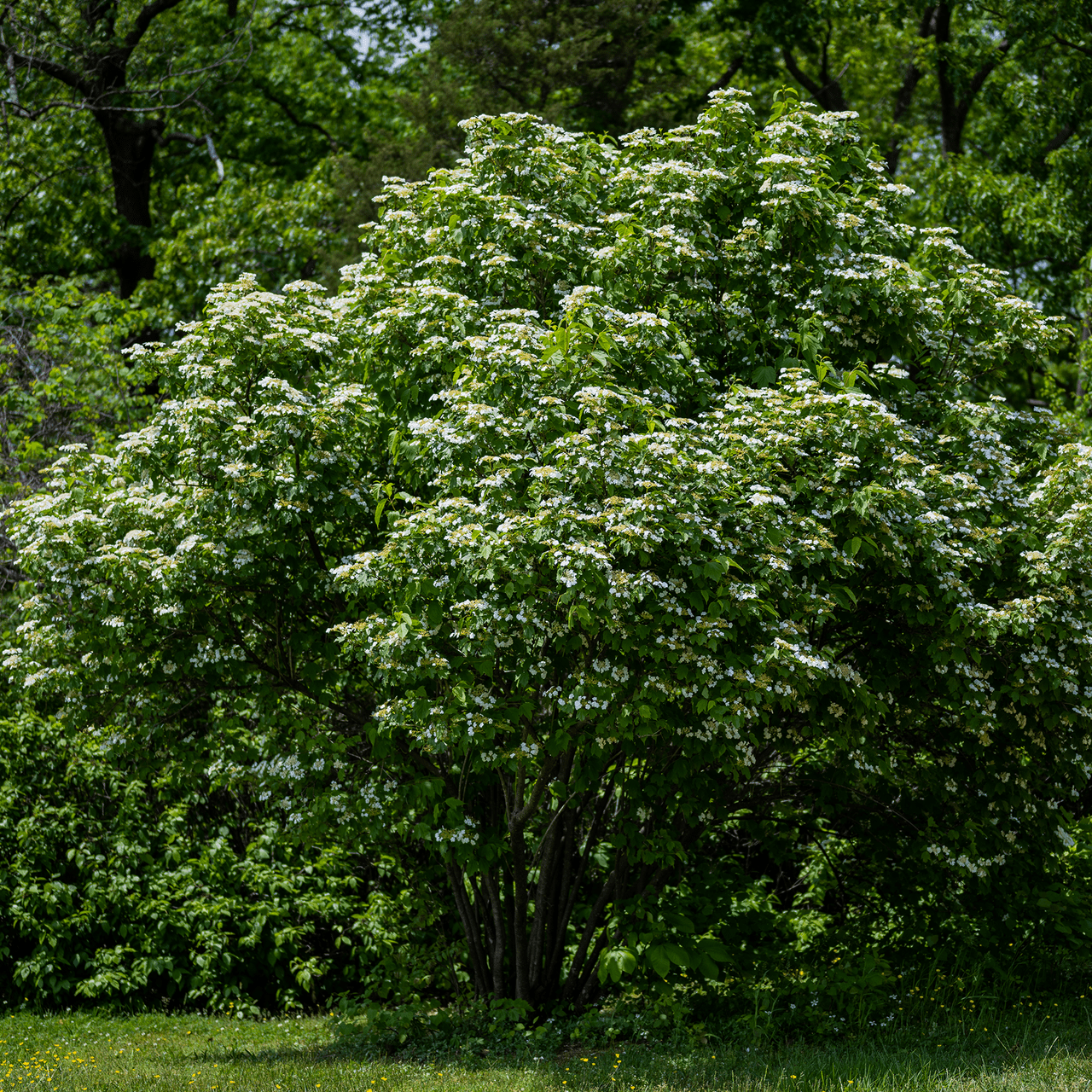 Bare Root American Cranberry Bush (Viburnum opulus var. americanum) - Shop-orias