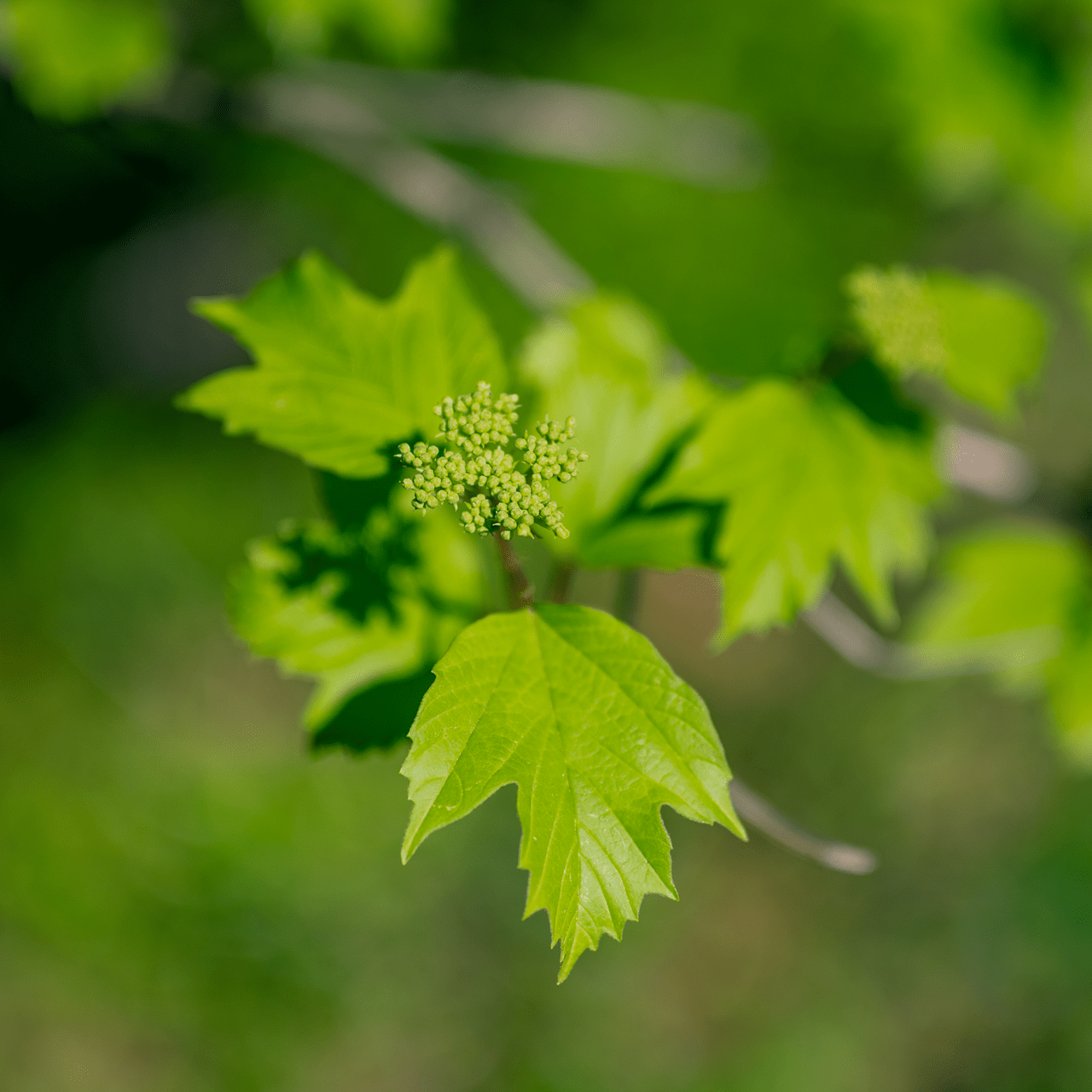 Bare Root American Cranberry Bush (Viburnum opulus var. americanum) - Shop-orias