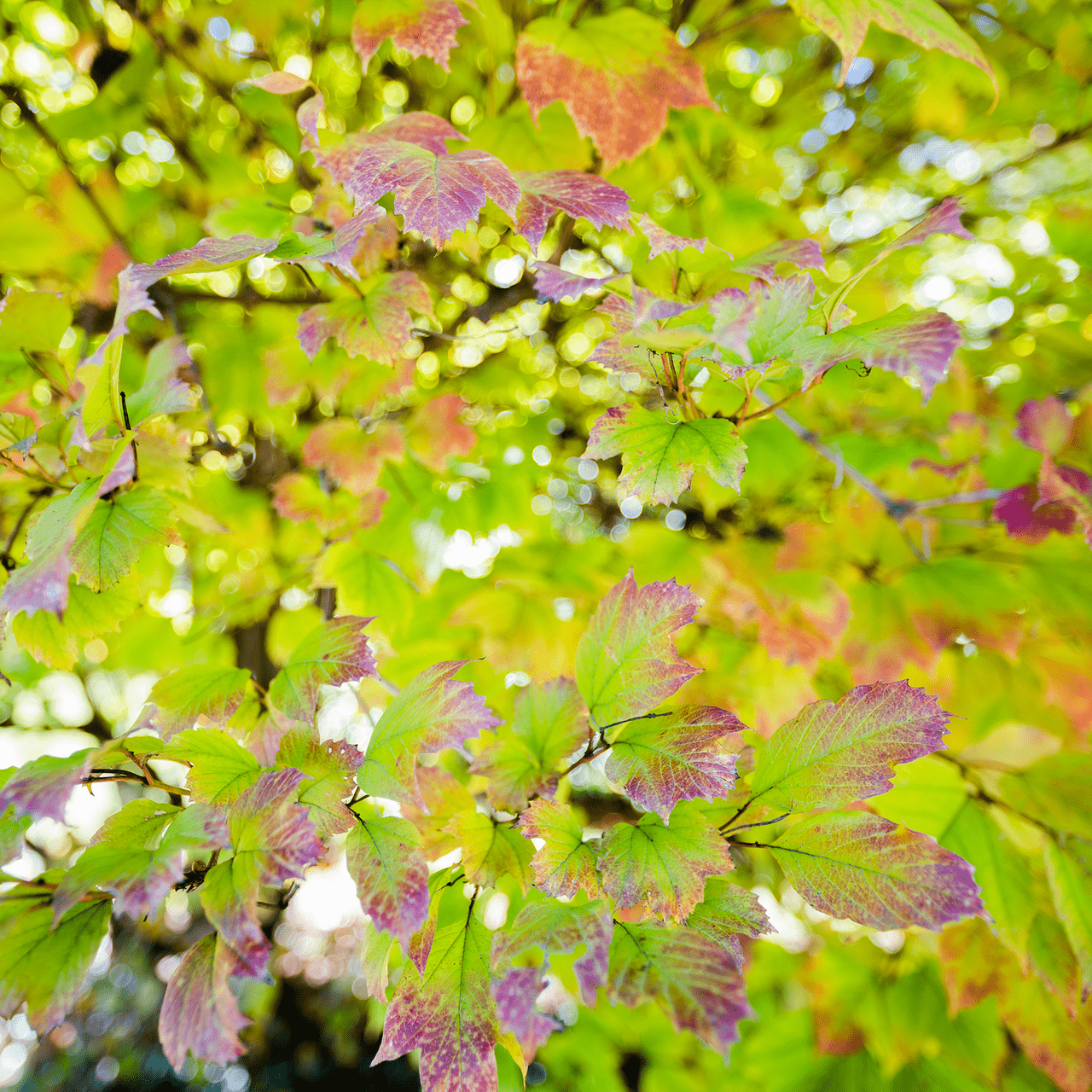 Bare Root American Cranberry Bush (Viburnum opulus var. americanum) - Shop-orias