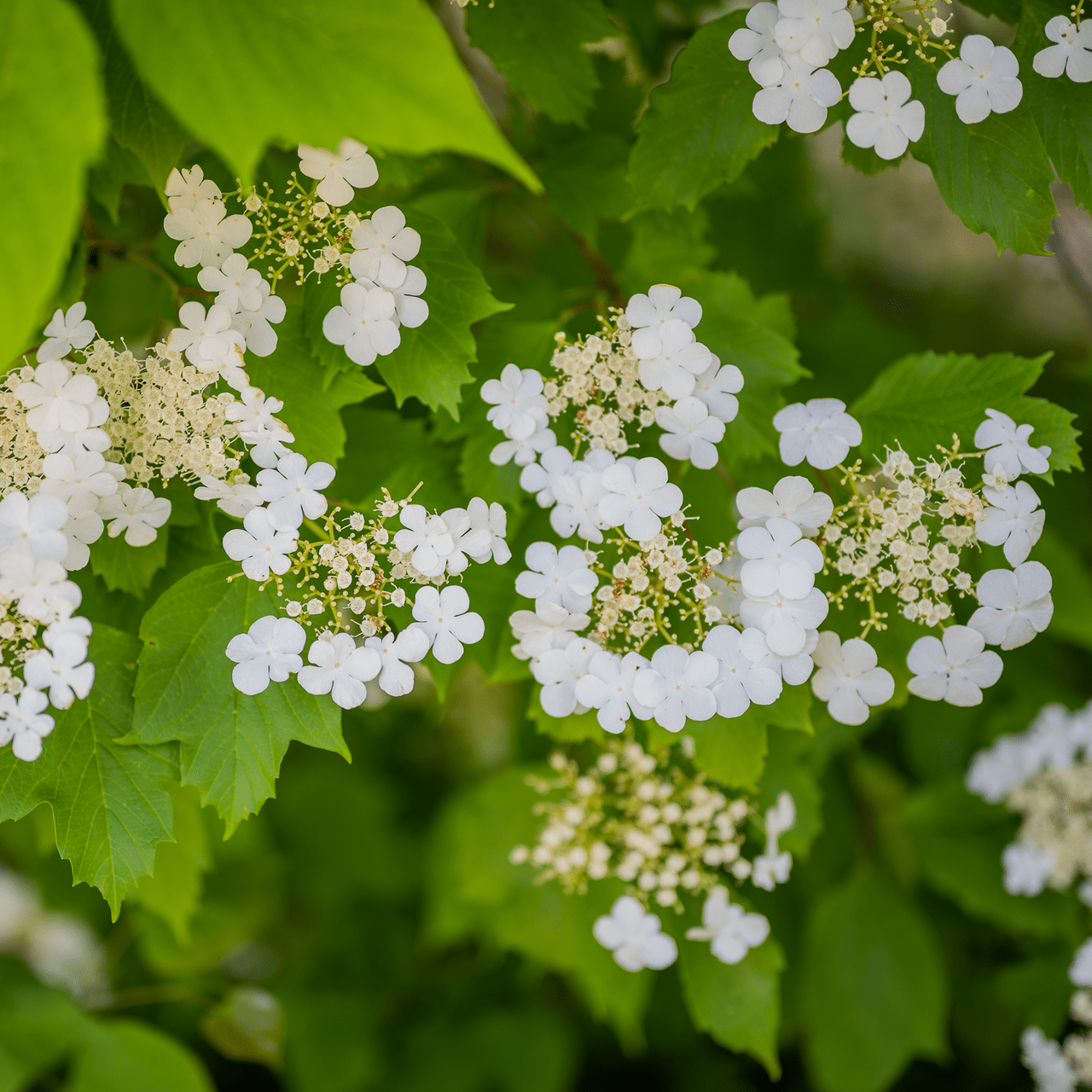 Bare Root American Cranberry Bush (Viburnum opulus var. americanum) - Shop-orias