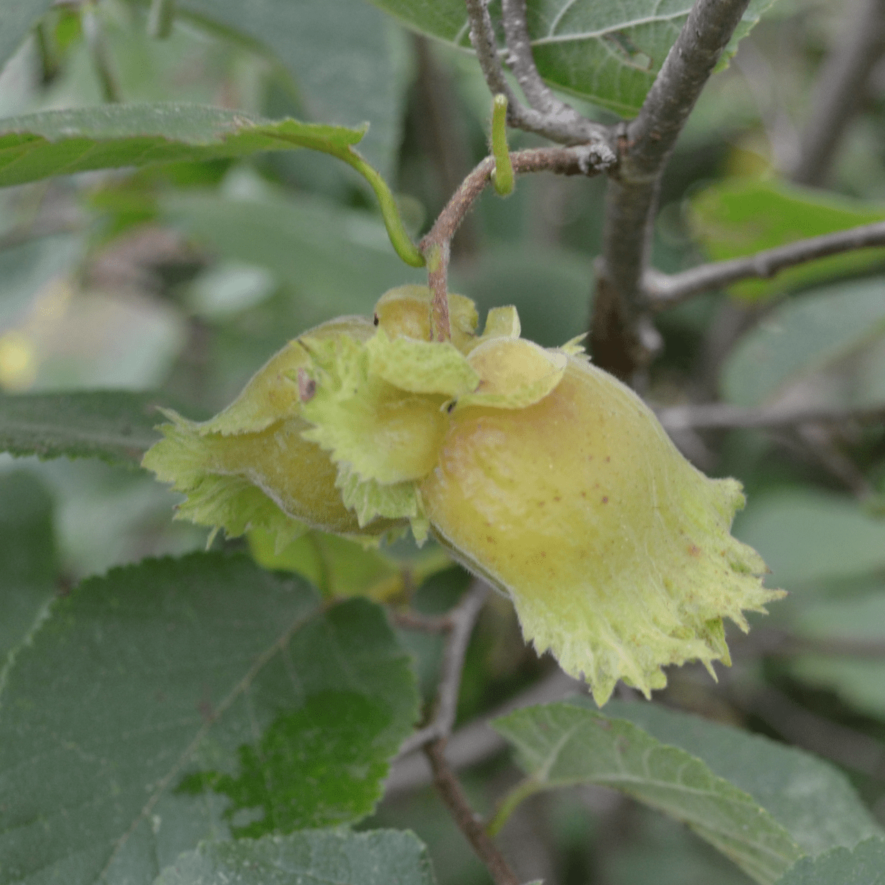 Bare Root American Hazelnut (Corylus americana) - Shop-orias