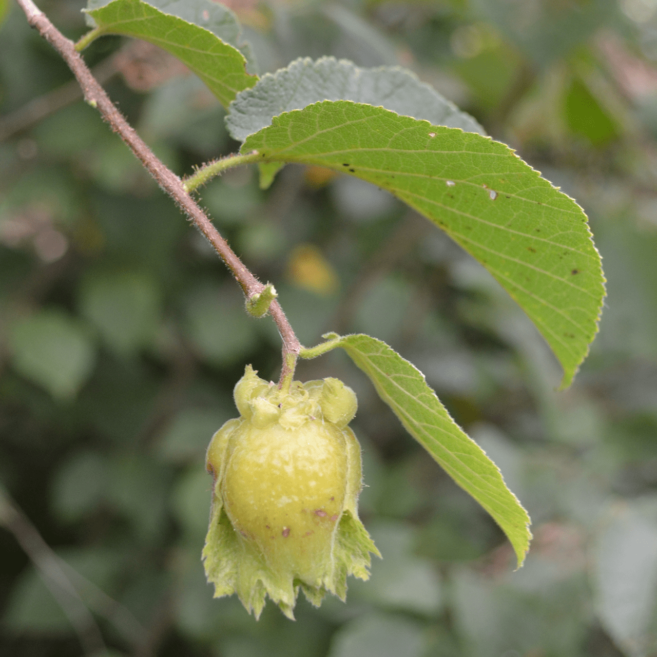 Bare Root American Hazelnut (Corylus americana) - Shop-orias