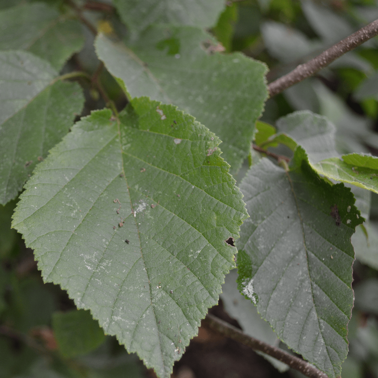 Bare Root American Hazelnut (Corylus americana) - Shop-orias