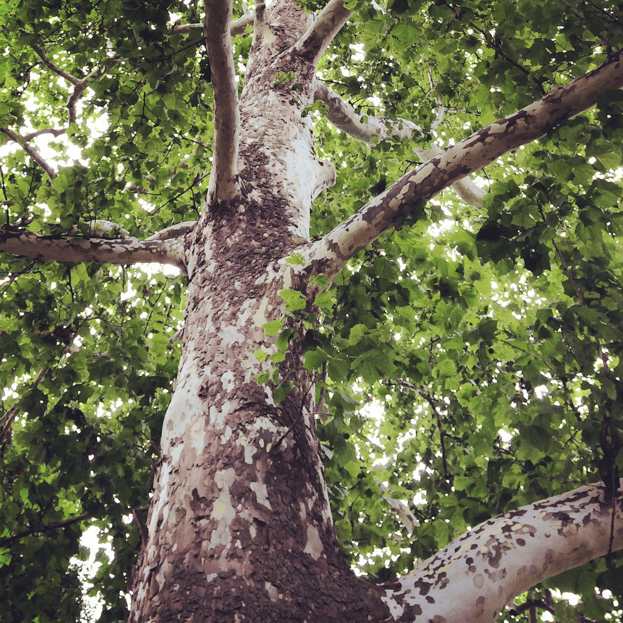 Bare Root American Sycamore (Platanus occidentalis) - Shop-orias