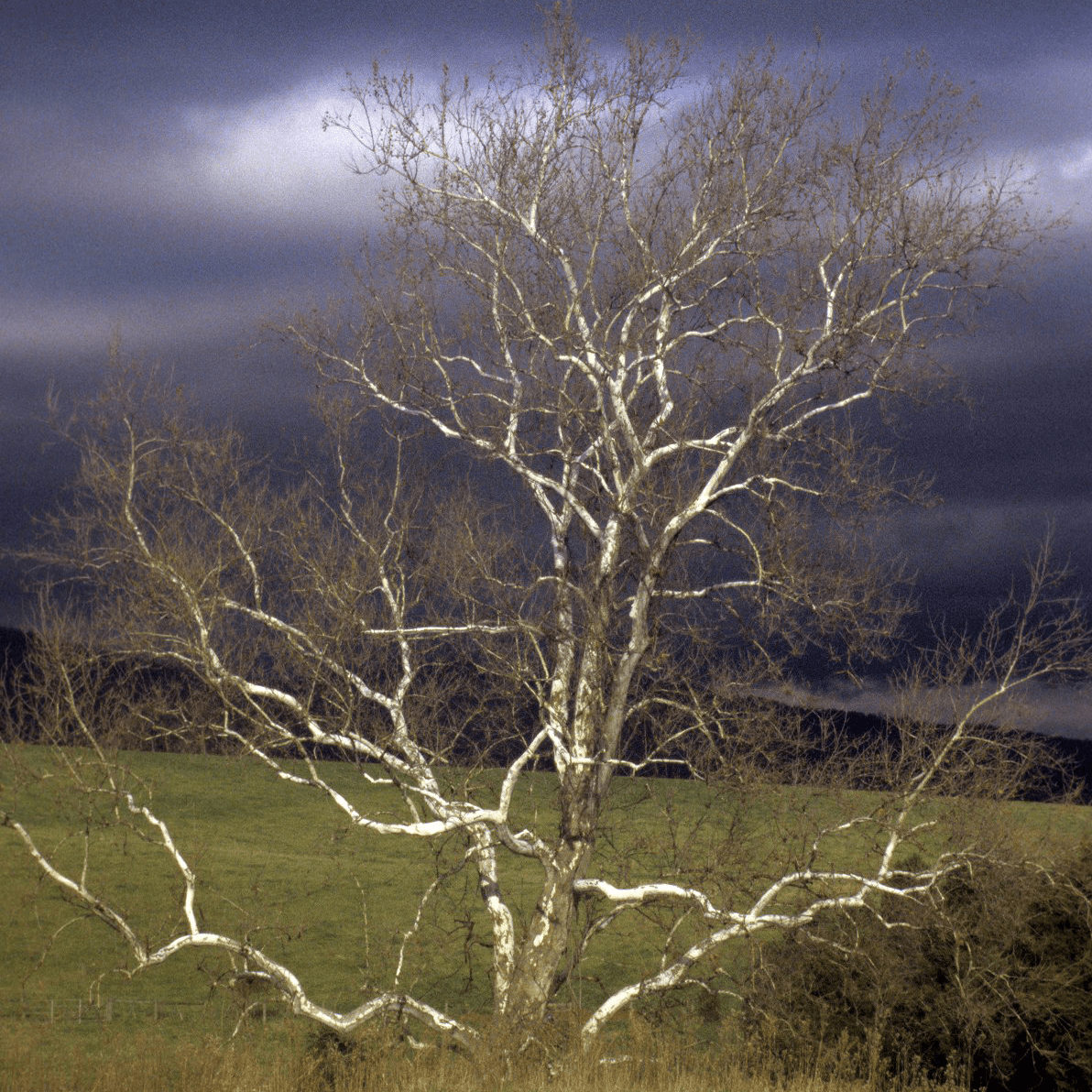 Bare Root American Sycamore (Platanus occidentalis) - Shop-orias