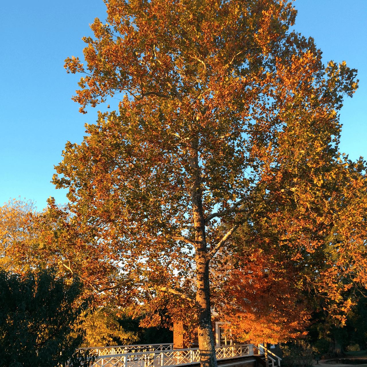 Bare Root American Sycamore (Platanus occidentalis) - Shop-orias