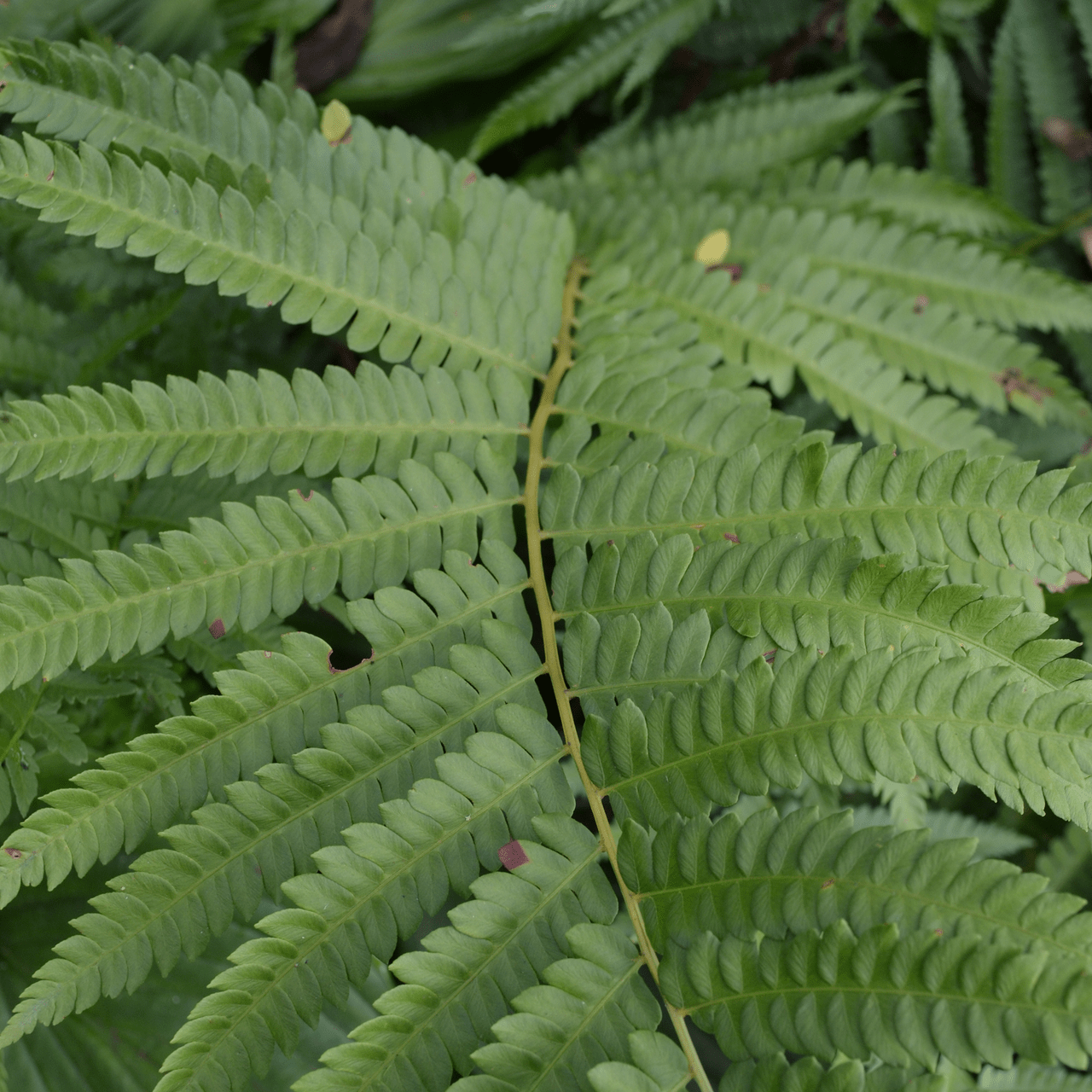 Bare Root Cinnamon Fern (Osmunda cinnamomea) - Shop-orias