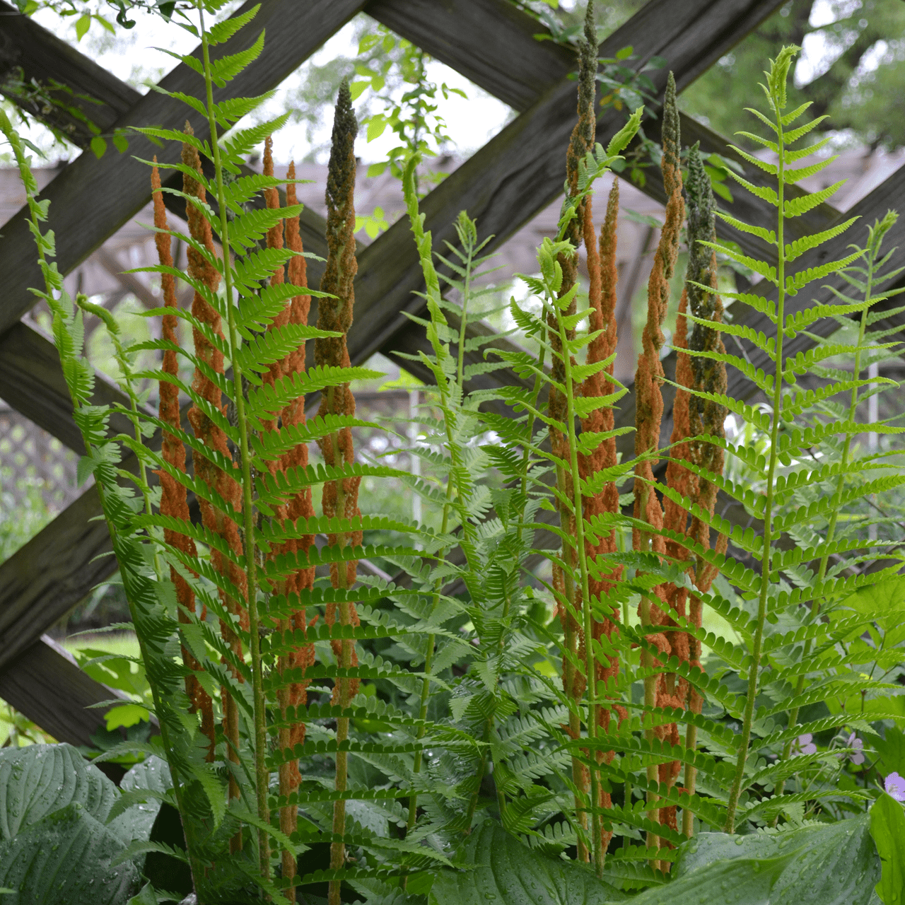 Bare Root Cinnamon Fern (Osmunda cinnamomea) - Shop-orias