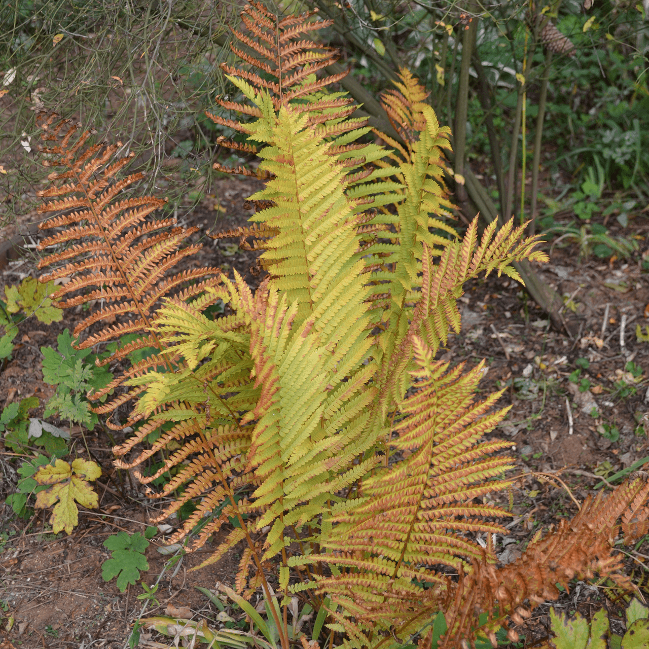 Bare Root Cinnamon Fern (Osmunda cinnamomea) - Shop-orias