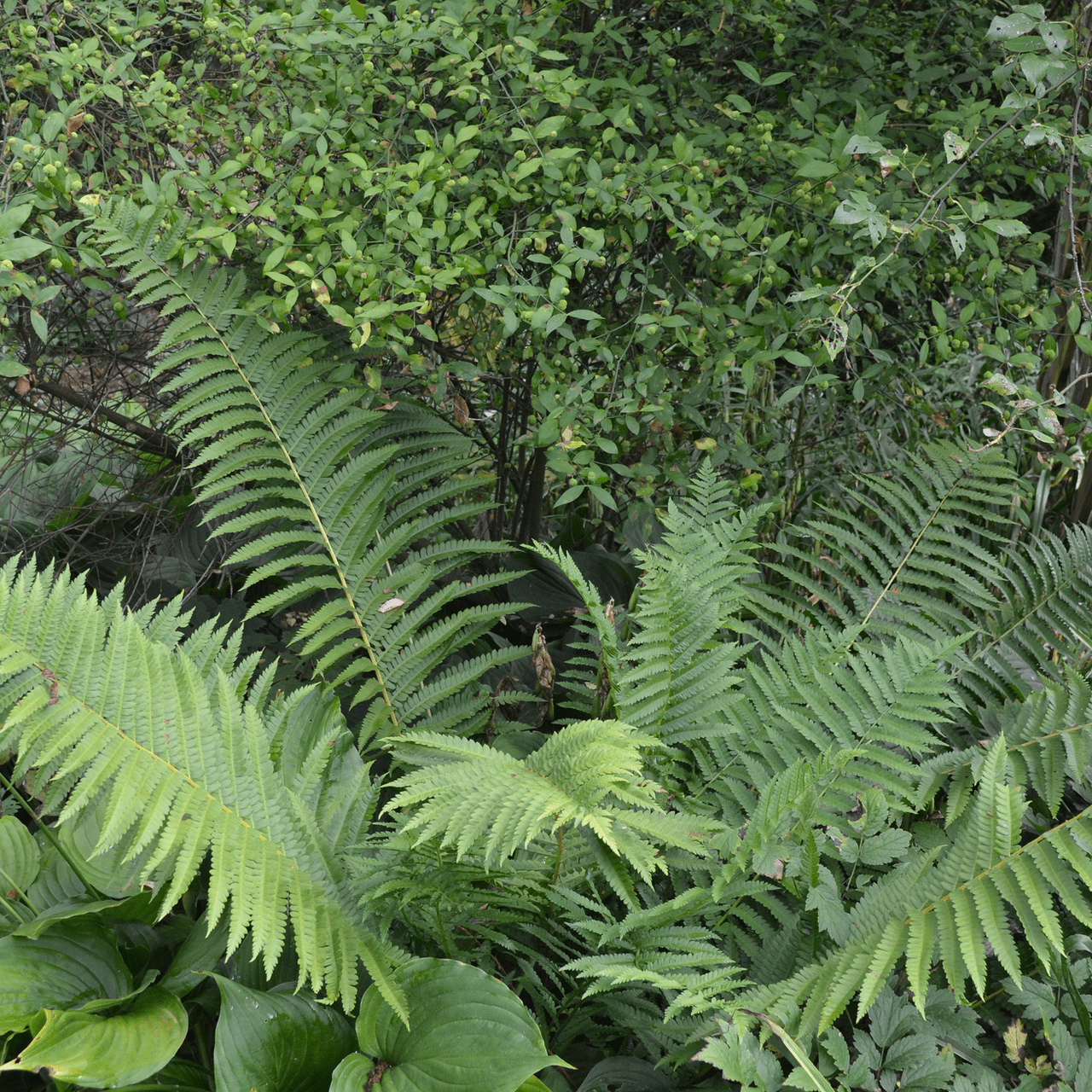 Bare Root Cinnamon Fern (Osmunda cinnamomea) - Shop-orias