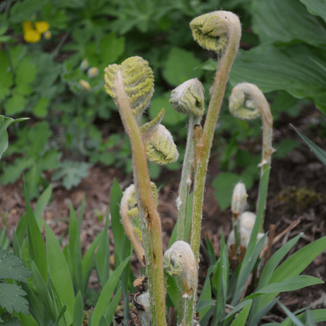 Bare Root Cinnamon Fern (Osmunda cinnamomea) - Shop-orias