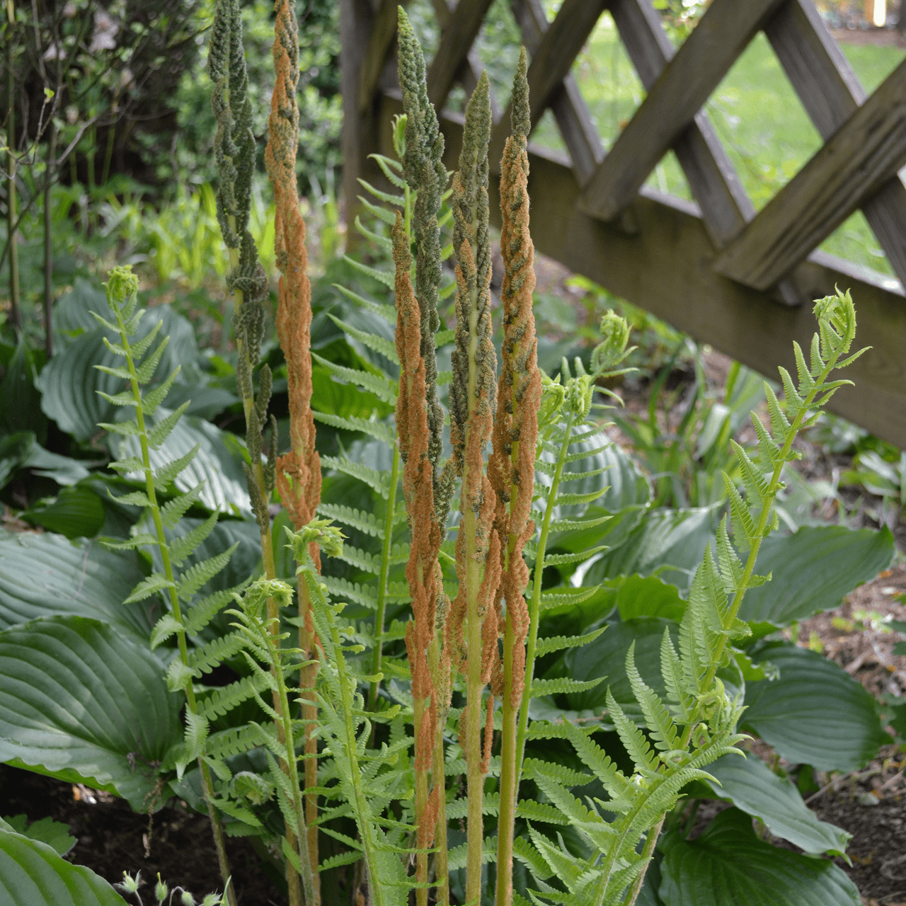 Bare Root Cinnamon Fern (Osmunda cinnamomea) - Shop-orias