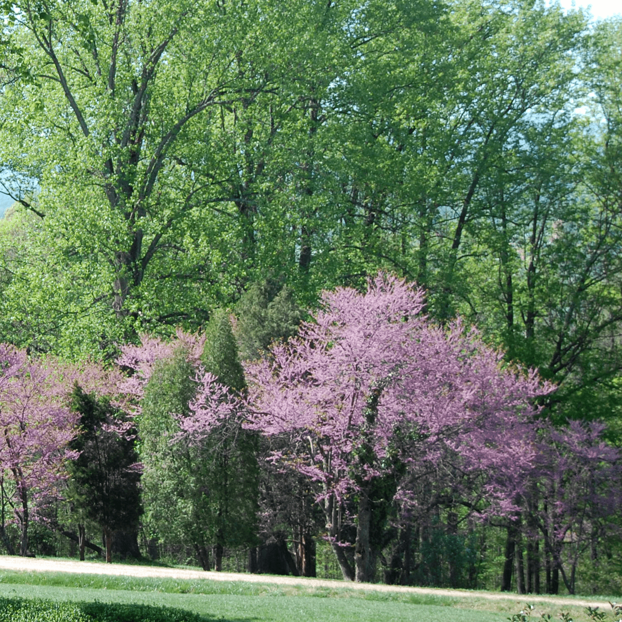 Bare Root Eastern Redbud (Cercis canadensis) - Shop-orias