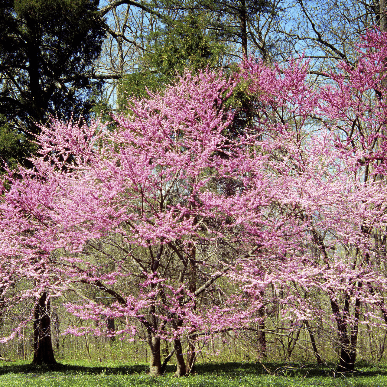 Bare Root Eastern Redbud (Cercis canadensis) - Shop-orias