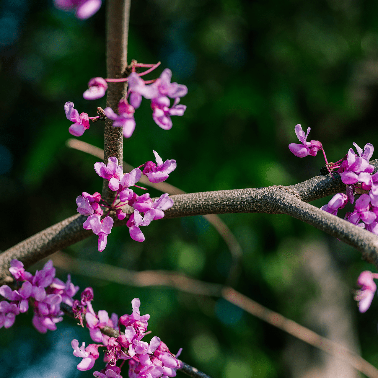 Bare Root Eastern Redbud (Cercis canadensis) - Shop-orias