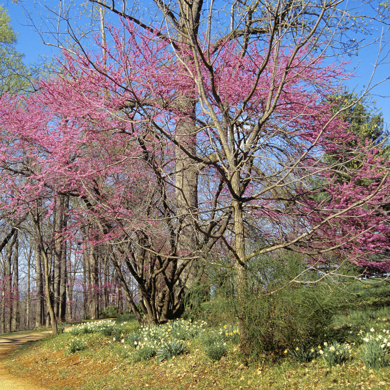 Bare Root Eastern Redbud (Cercis canadensis) - Shop-orias
