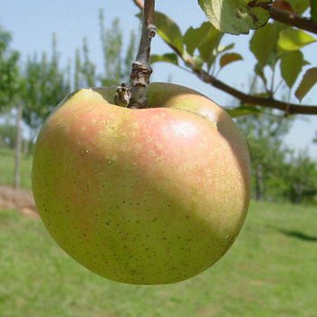 Bare Root Esopus Spitzenburg Apple Tree (Malus cv.) - Shop-orias
