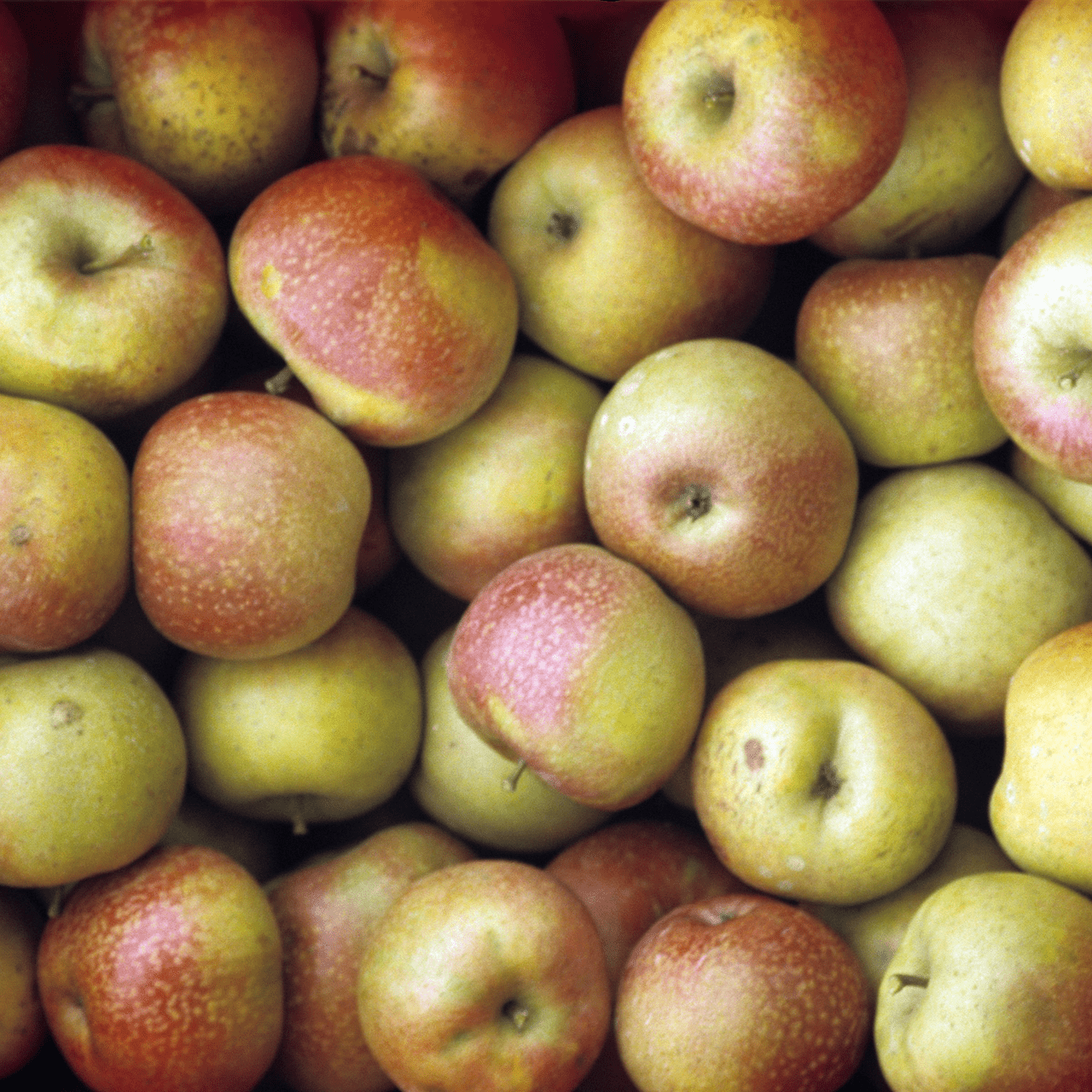 Bare Root Esopus Spitzenburg Apple Tree (Malus cv.) - Shop-orias