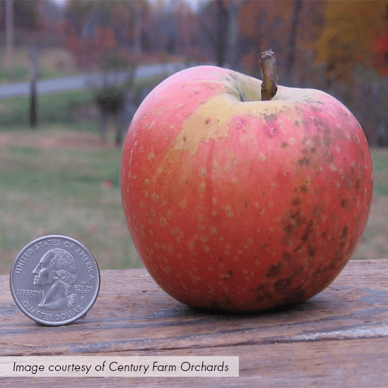 Bare Root Esopus Spitzenburg Apple Tree (Malus cv.) - Shop-orias