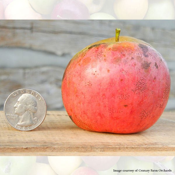 Bare Root Father Abraham Apple Tree (Malus cv.) - Shop-orias
