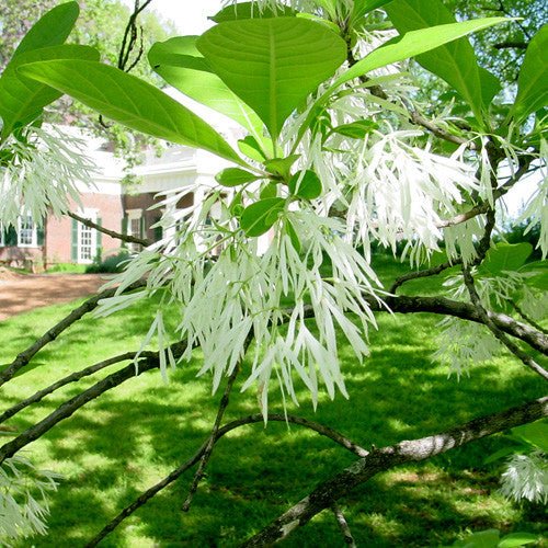 Bare Root Fringe Tree (Chionanthus virginicus) - Shop-orias