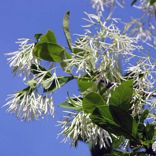 Bare Root Fringe Tree (Chionanthus virginicus) - Shop-orias