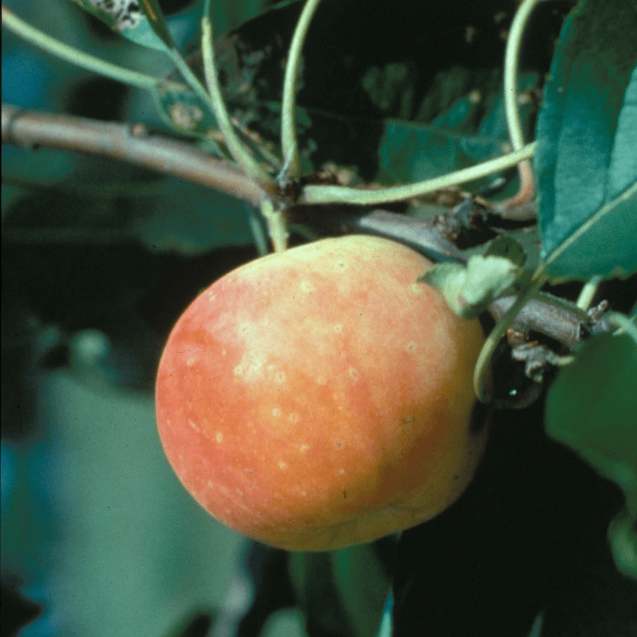 Bare Root Hewes Crab Apple Tree (Malus cv.) - Shop-orias